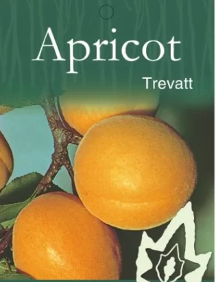 Apricot - Trevatt