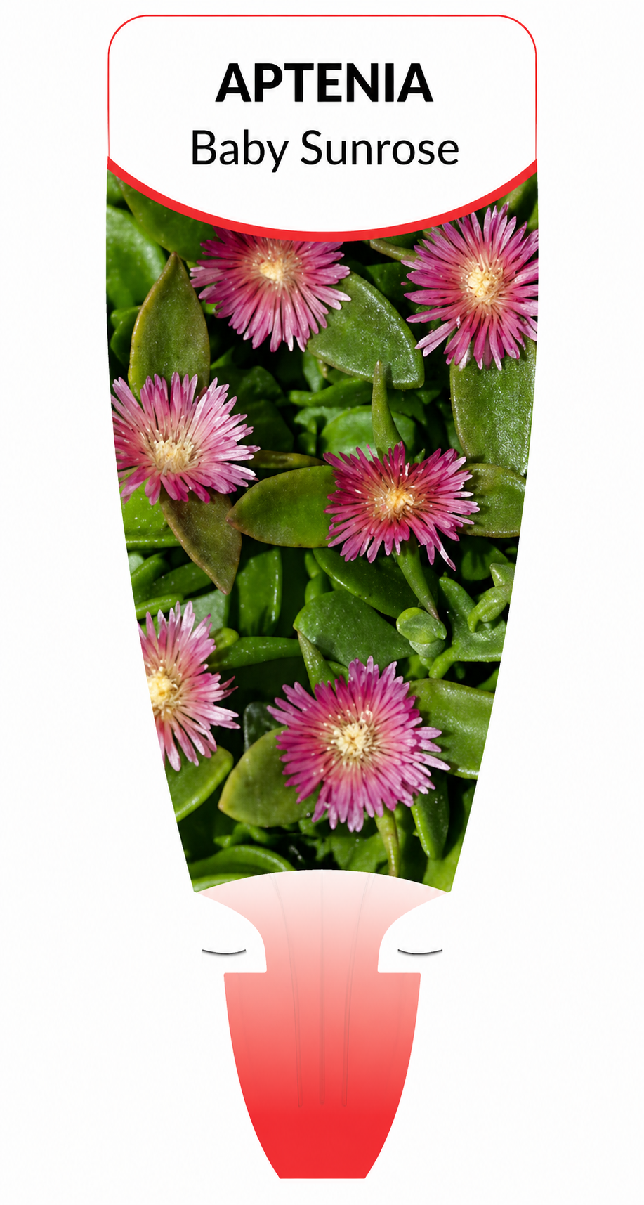 the plant broker