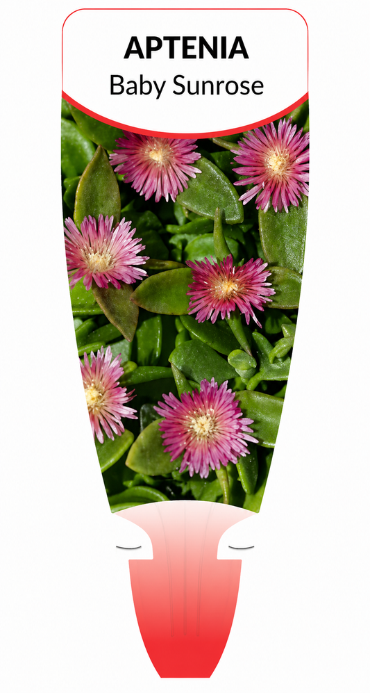 Aptenia cordifolia