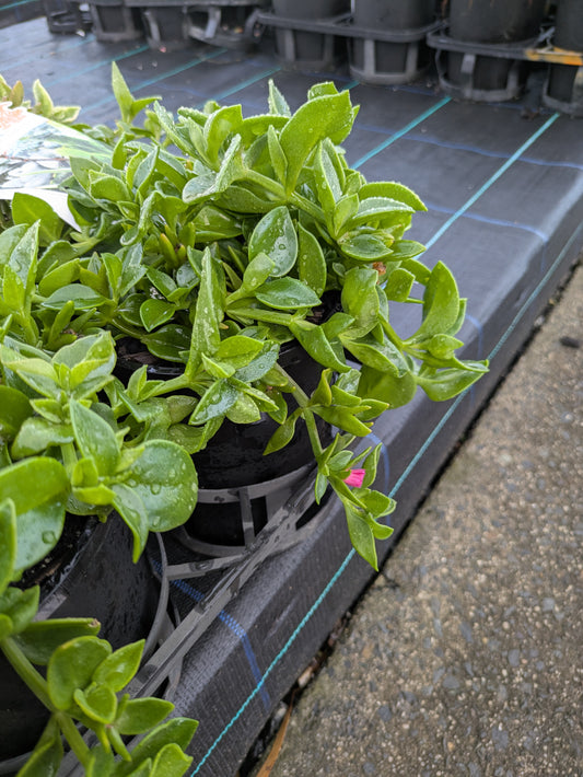 Aptenia cordifolia