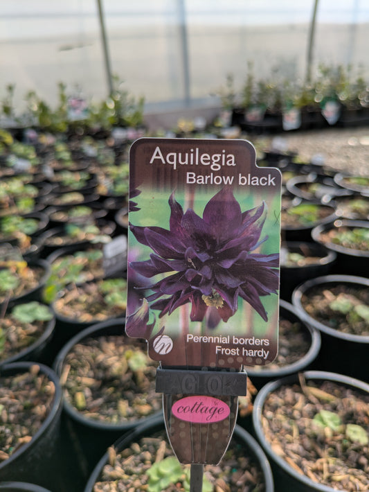 Aquilegia Barlow Black