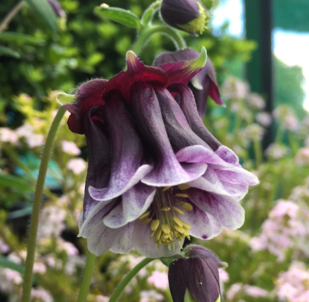Aquilegia Double Pleat Blackberry mix