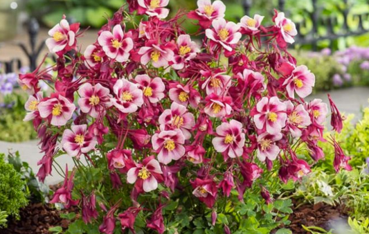 Aquilegia Red and White