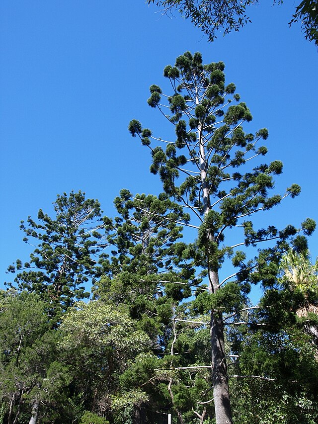 Araucaria cunninghamii