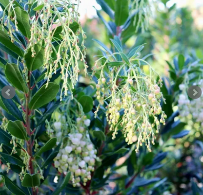 Arbutus unedo