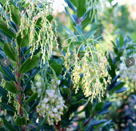 Arbutus unedo