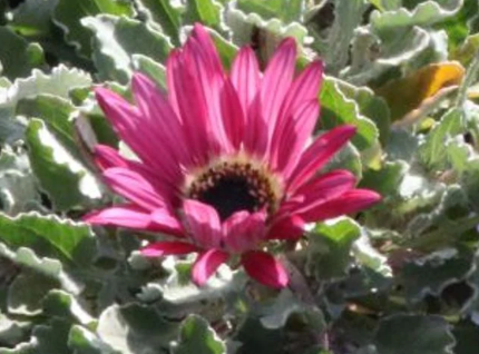 Arctotis Silver pink