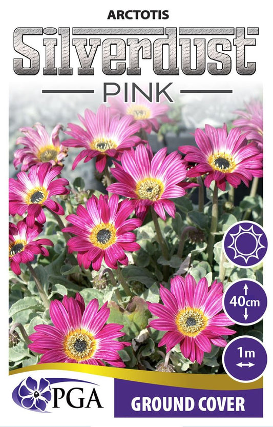 Arctotis ‘Silverdust Pink’