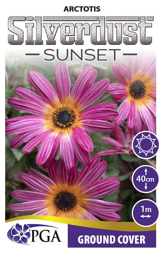 Arctotis ‘Silverdust Sunset’