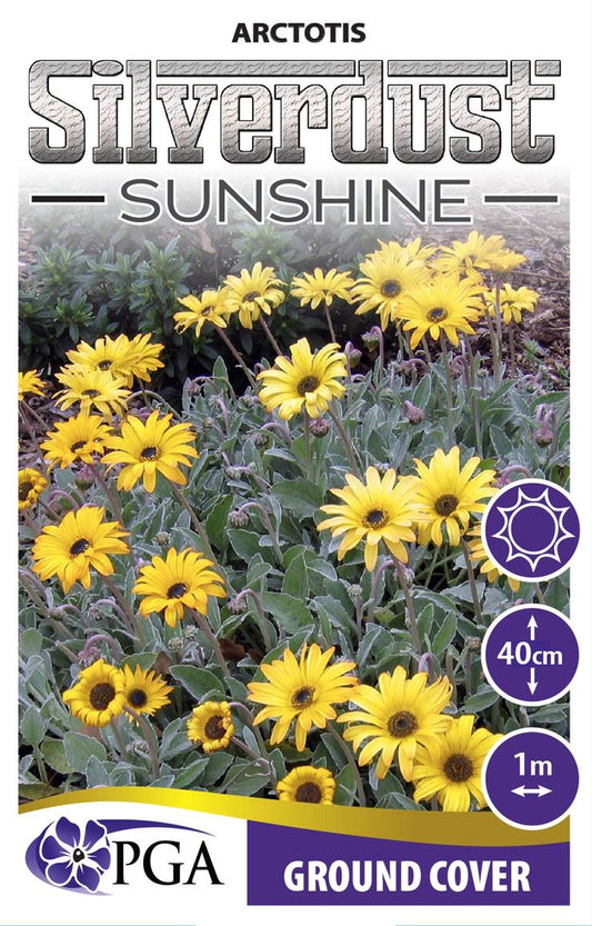 Arctotis ‘Silverdust Sunshine’