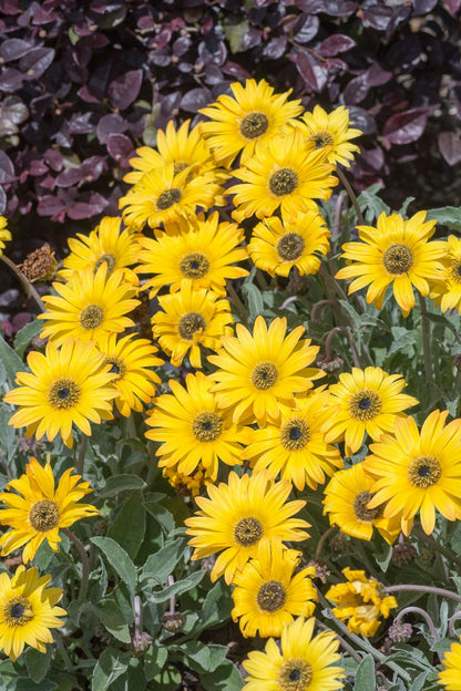 Arctotis ‘Silverdust Sunshine’