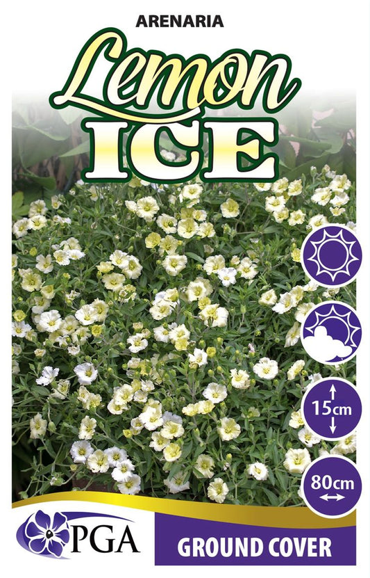 Arenaria ‘Lemon Ice’