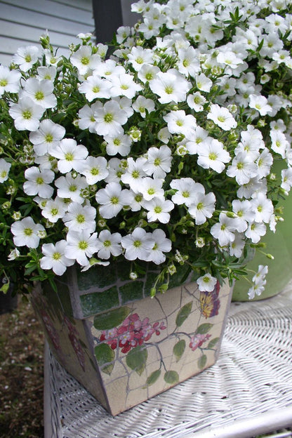 Arenaria ‘Montana Snow’