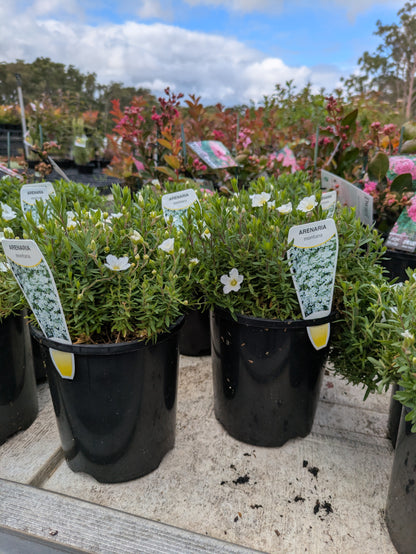 Arenaria montana