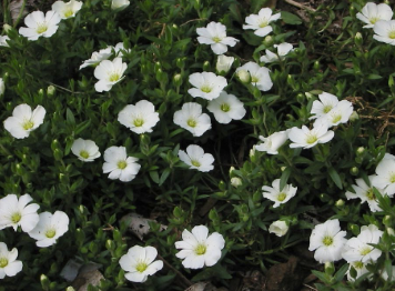 Arenaria montana
