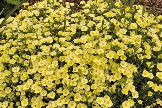 Arenaria montana Summer Lemon