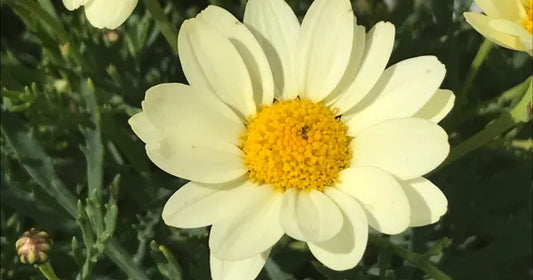 Argyranthemum Angelic Lemon Pastel