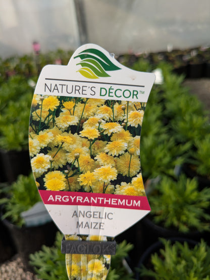 Argyranthemum Angelic Maize