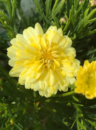 Argyranthemum Angelic Maize