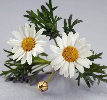 Argyranthemum Angelic Neptune