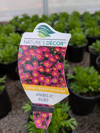 Argyranthemum Angelic Ruby