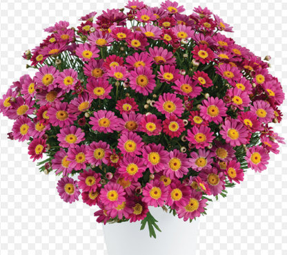 Argyranthemum Angelic Ruby