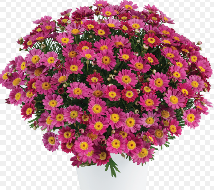Argyranthemum Angelic Ruby