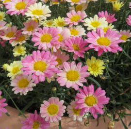 Argyranthemum Aramis Lemon and Pink
