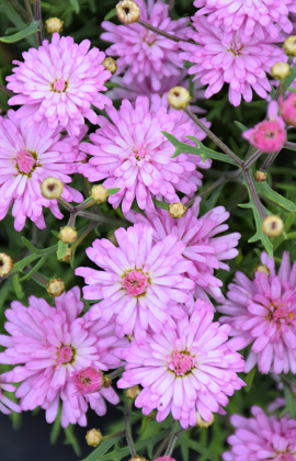 Argyranthemum Double Pink
