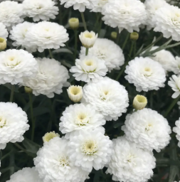 Argyranthemum Double White