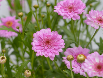 Argyranthemum Honey Bees Double Pink