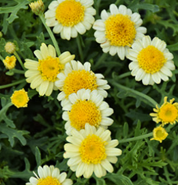 Argyranthemum Honey Bees Double Yellow