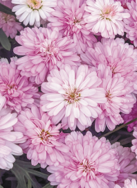 Argyranthemum Honey Bees Spider Pink