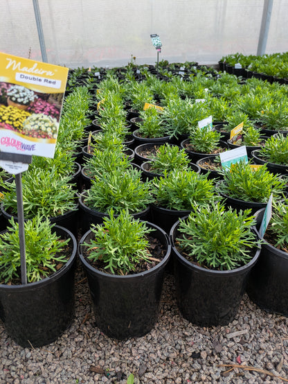 Argyranthemum Madeira Double Red