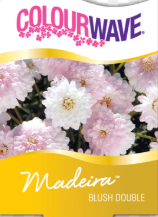 Argyranthemum Madeira double blush Pink