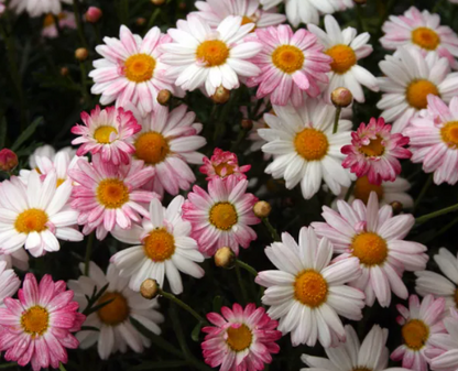 Argyranthemum Peppermint