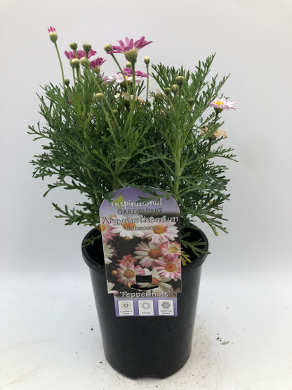 Argyranthemum Peppermint