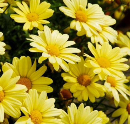 Argyranthemum Sassy Compact Yellow