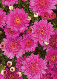Argyranthemum Sassy Deep Rose