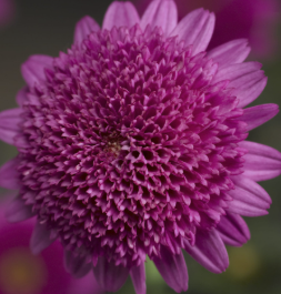 Argyranthemum Sassy Double Deep Rose