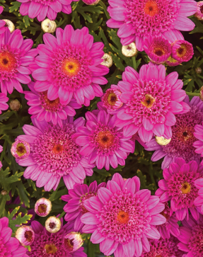 Argyranthemum Sassy Double Pink