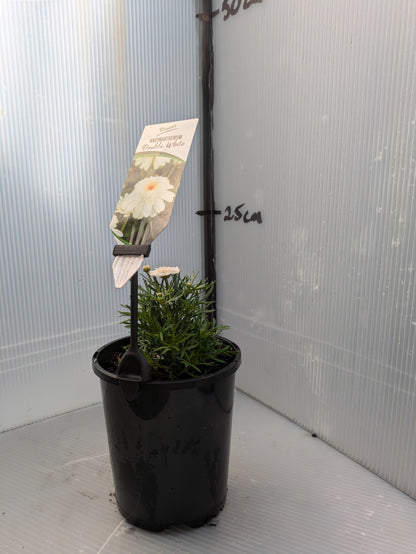 Argyranthemum Sassy Double White