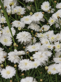Argyranthemum Sassy Double White