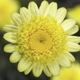 Argyranthemum Sassy Double Yellow