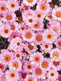 Argyranthemum Sassy Mini Pink