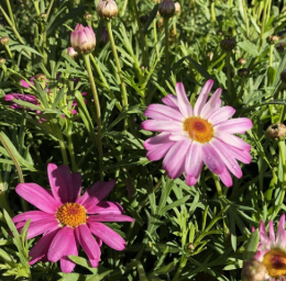 Argyranthemum Sassy Pink