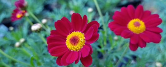 Argyranthemum Sassy Red
