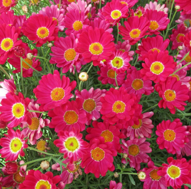 Argyranthemum Sassy Red Baron