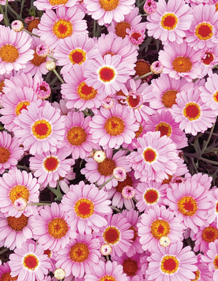 Argyranthemum Sassy Single Pink