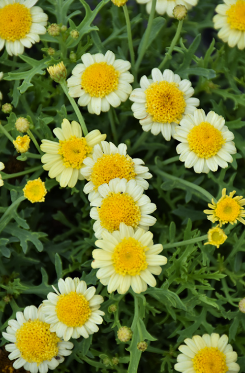 Argyranthemum Sassy Single Yellow